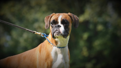 Illustration : Un Boxer terrifie toute la ville de Mont-Saint-Hilaire