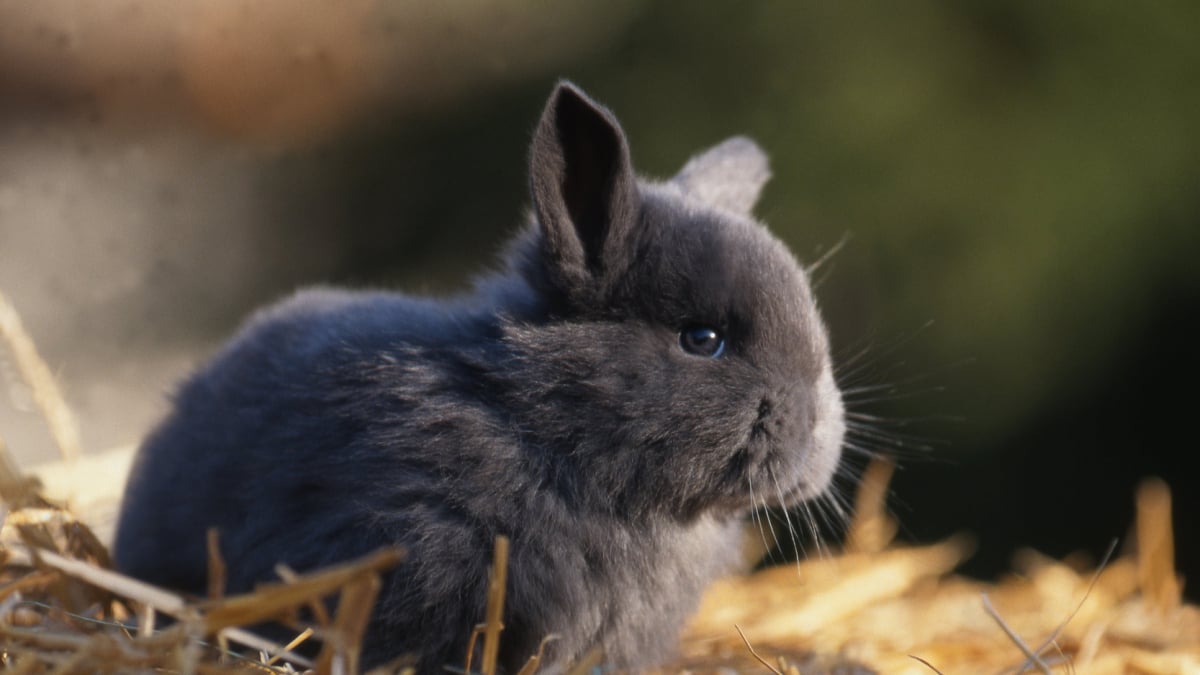 Illustration : "Choisir une litière pour son lapin"