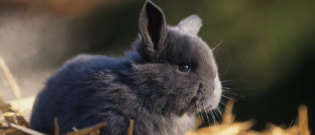 Illustration : "Choisir une litière pour son lapin"
