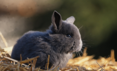 Illustration : "Choisir une litière pour son lapin"