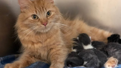 Illustration : Malade, une chatte ayant mis au monde 5 chatons se fait remplacer par une chatte errante