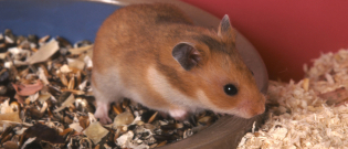 Illustration : "Choisir une litière pour son hamster"