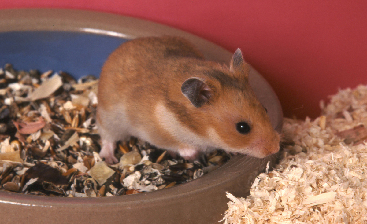 Illustration : "Choisir une litière pour son hamster"