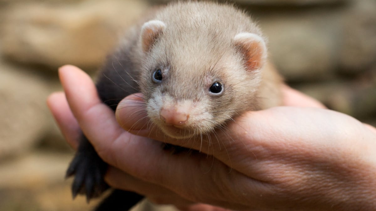 Que faire contre la mauvaise odeur de mon furet ?