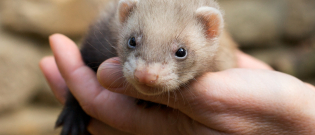 Illustration : "Choisir une litière pour son furet"