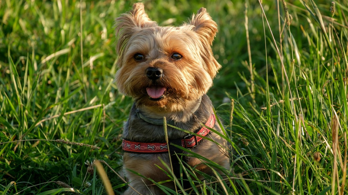 Illustration : "Un chien tué par balle, l’enquête est classée sans suite…"