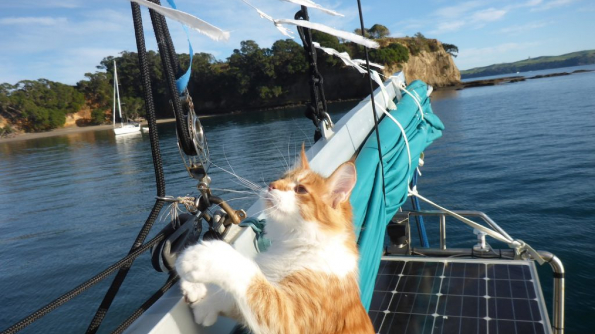 Illustration : "Skatty, ce chat qui dompte la mer avec son propriétaire sourd"