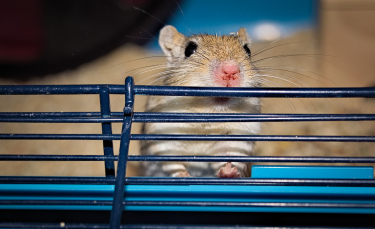 Illustration : "Choisir une litière pour sa souris"