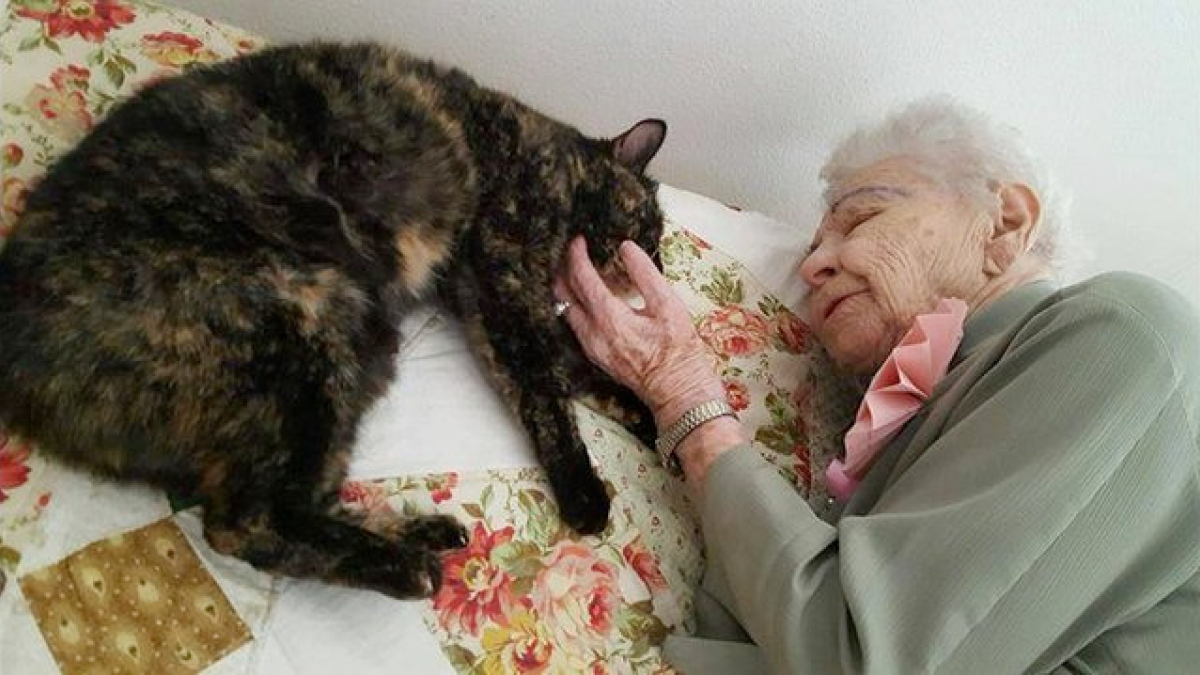 Illustration : "Un chat comme plus beau cadeau du monde pour une femme de 103 ans"