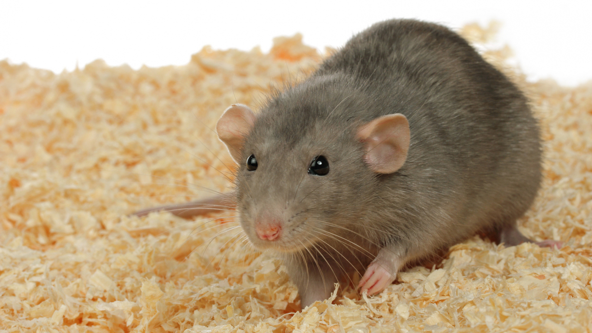 Illustration : "Choisir une litière pour son rat"