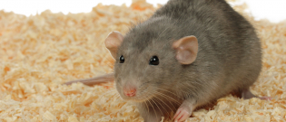Illustration : "Choisir une litière pour son rat"