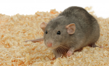 Illustration : "Choisir une litière pour son rat"