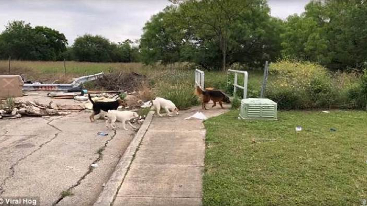 Illustration : "Elle est filmée en train d’abandonner ses 4 chiens"