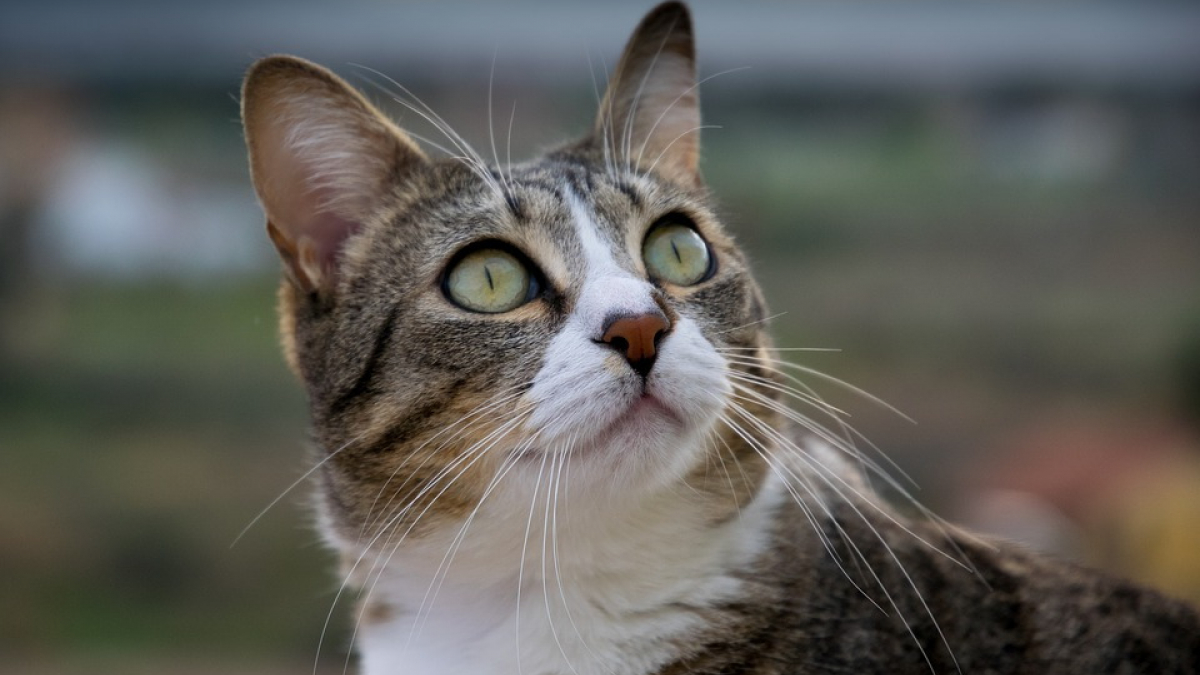 Illustration : "Des voisins tentent de s’unir pour sauver une chatte abandonnée chez elle"