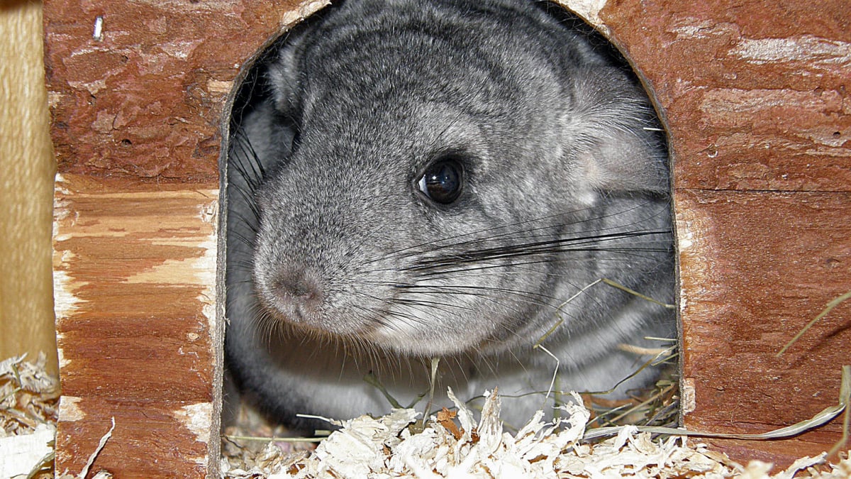 Illustration : "Les accessoires indispensables pour la cage du chinchilla"