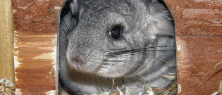 Illustration : "Les accessoires indispensables pour la cage du chinchilla"
