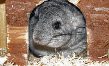 Illustration : "Les accessoires indispensables pour la cage du chinchilla"