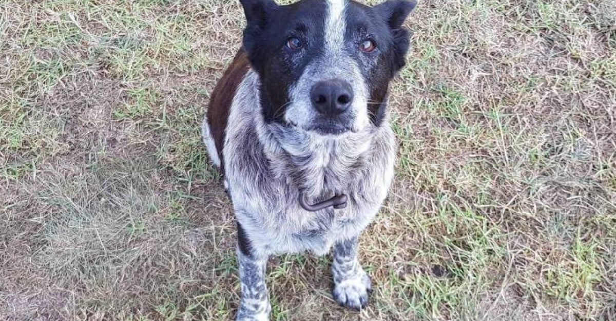 Un chien sourd et presque aveugle sauve une fillette de 3 ans