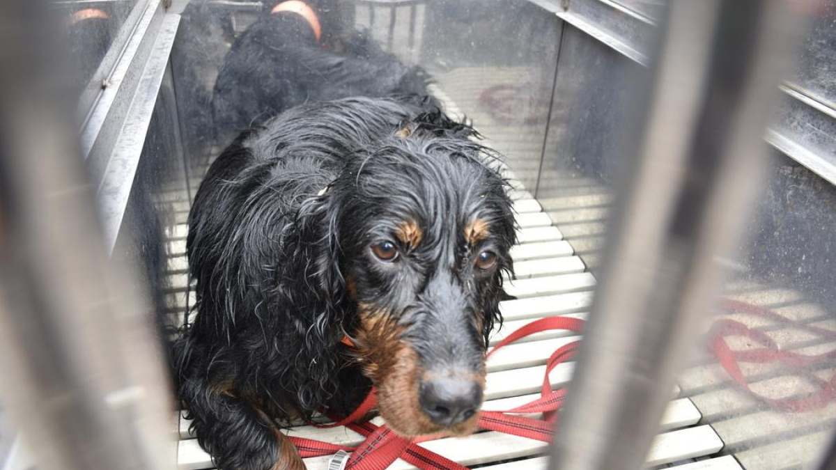 Illustration : "Passé proche de la noyade dans un bassin de rétention, un chien a finalement la vie sauve"