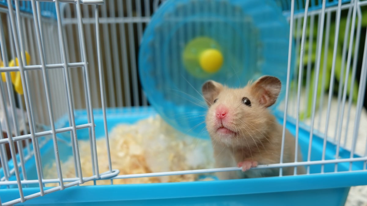 Illustration : "Les accessoires indispensables pour la cage du Hamster"