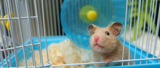 Illustration : "Les accessoires indispensables pour la cage du Hamster"