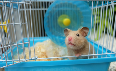 Illustration : "Les accessoires indispensables pour la cage du Hamster"