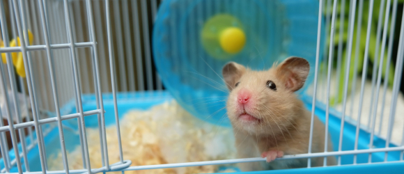 Illustration : "Les accessoires indispensables pour la cage du Hamster"