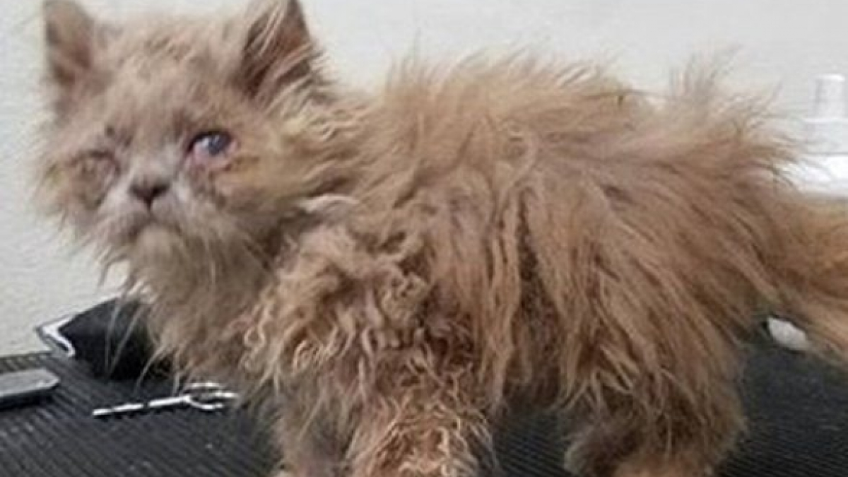 Illustration : "Un vétérinaire sauve la vie d’un chaton abandonné dans un buisson"