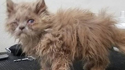 Illustration : Un vétérinaire sauve la vie d’un chaton abandonné dans un buisson