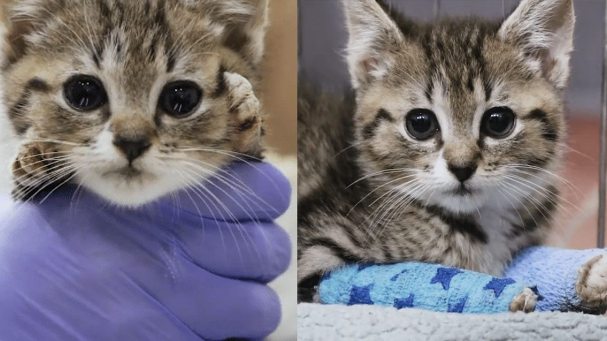 Illustration : "Grâce à l’intervention des vétérinaires, ce chaton peut désormais marcher sur ses quatre pattes"