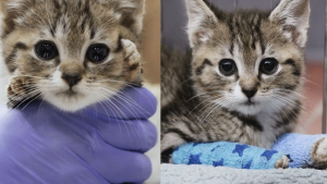 Illustration : "Grâce à l’intervention des vétérinaires, ce chaton peut désormais marcher sur ses quatre pattes"