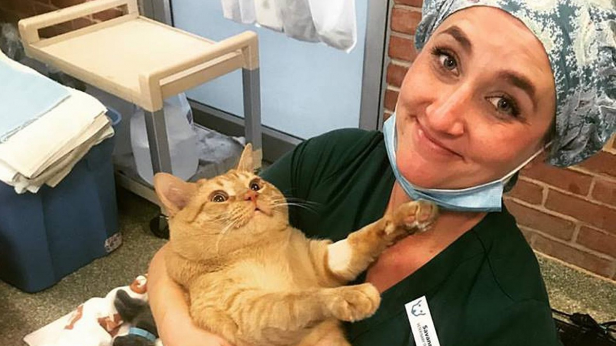 Illustration : "Obèse, ce chat roux finit malgré tout par trouver une famille d’adoption"