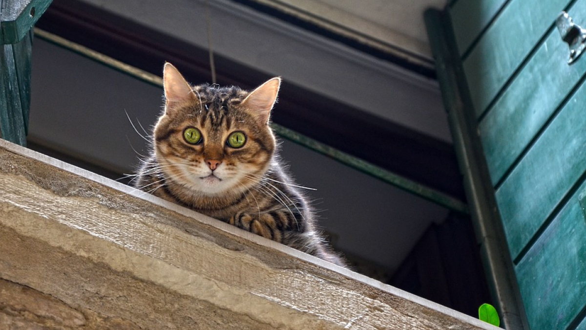 Illustration : "Condamné pour avoir jeté un chat par la fenêtre"