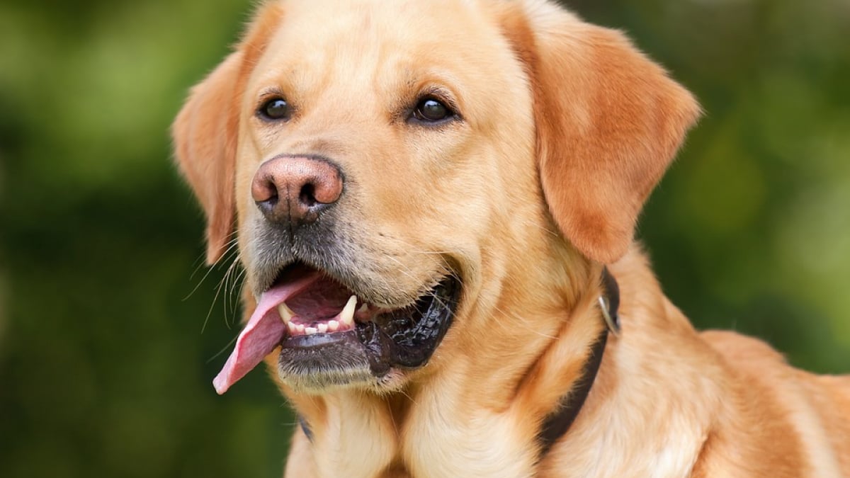 Illustration : "Il battait son chien régulièrement et est placé en garde à vue"