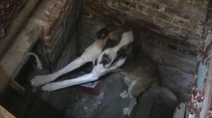 Illustration : Un Saint-Bernard abandonné dans le sous-sol d’une maison inhabitée