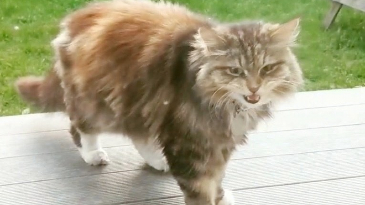 Illustration : "En signe de reconnaissance, cette chatte apporte des fleurs à ses voisins (vidéo)"