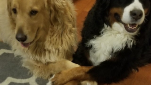 Illustration : Un lien fort unit ses deux chiens qui ne se lâchent jamais la patte