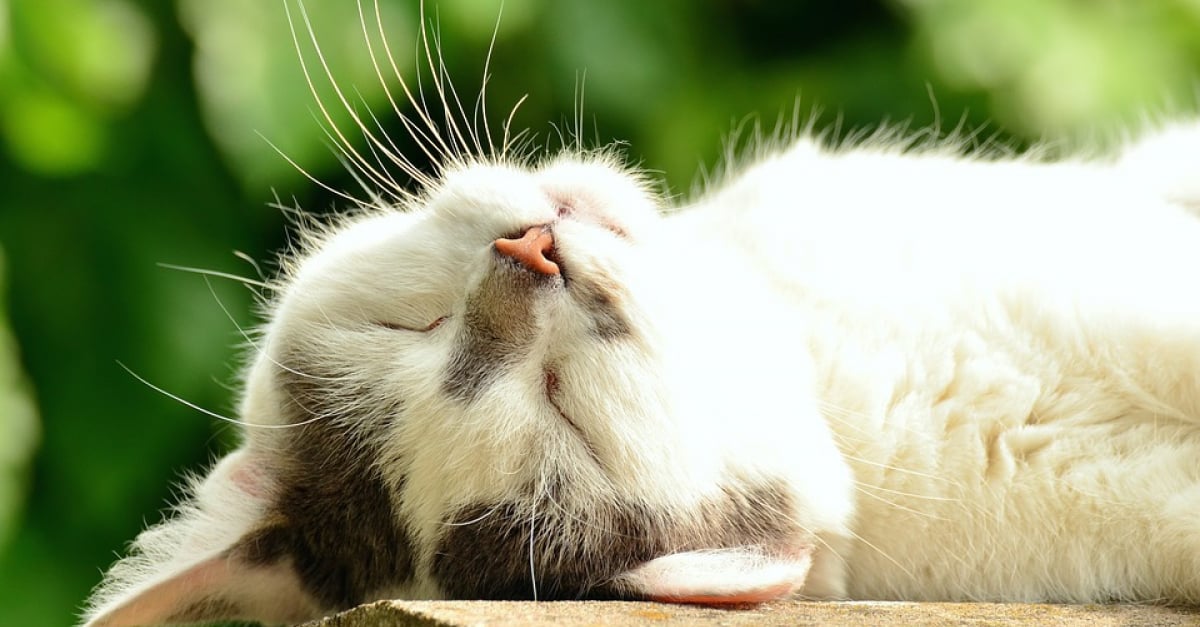 Un Bar A Chats S Installe A Amiens