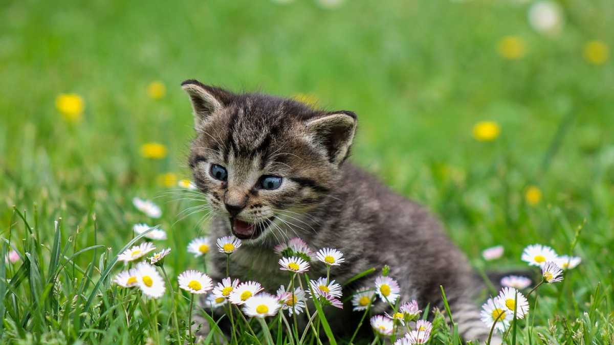 Illustration : "Ils sauvent un chaton coincé dans le bloc moteur d’une voiture"