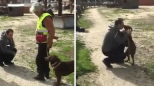 Illustration : Au chenil depuis deux ans, le maître de cette chienne va venir la retrouver (vidéo)