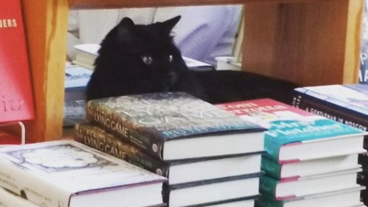 Illustration : "Un chat errant élit domicile dans une librairie et en devient la mascotte"