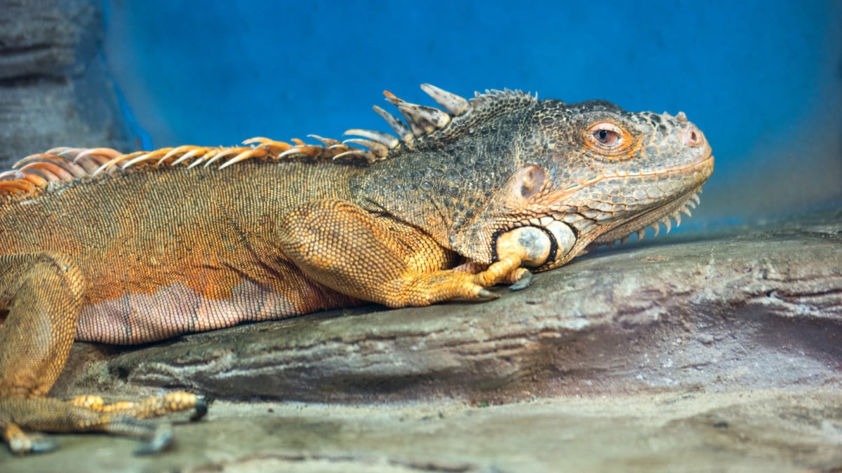 Illustration : "Le matériel indispensable pour accueillir un iguane"