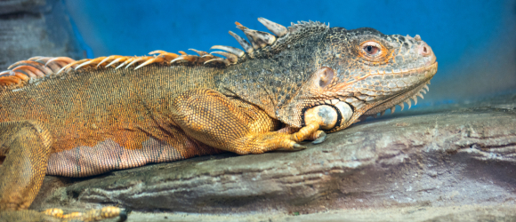 Illustration : "Le matériel indispensable pour accueillir un iguane"