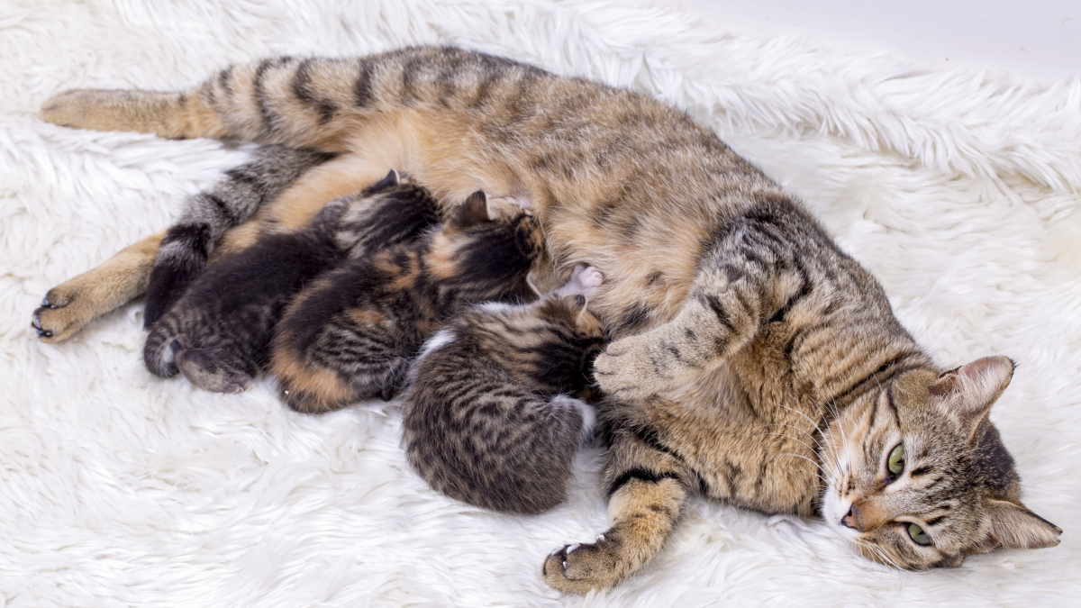 Quelle nourriture convient à un chaton à partir de 2 mois ? - Animal Assur