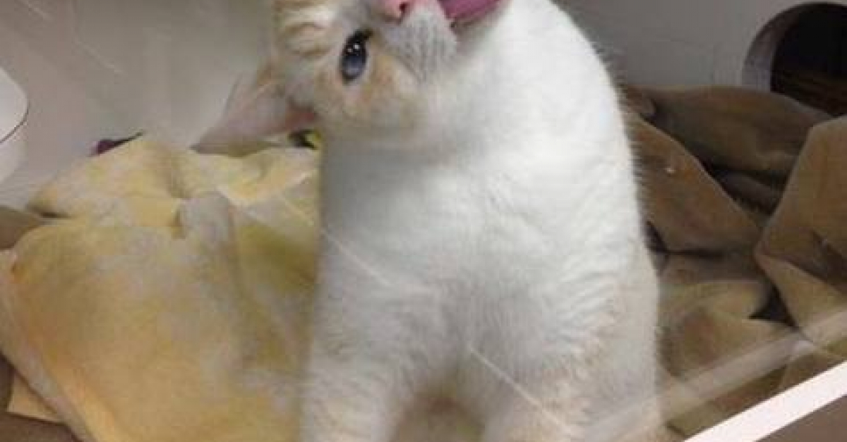 Un Chat Leche Les Vitres Pour Se Faire Adopter Et Ca Marche Un Chat Leche Les Vitres Pour Se Faire Adopter Et Ca Marche