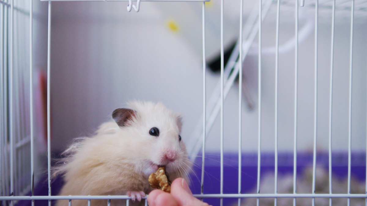 Alimentation du Hamster