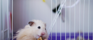 Illustration : "Que mange un hamster ?"