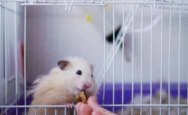 Illustration : "Que mange un hamster ?"