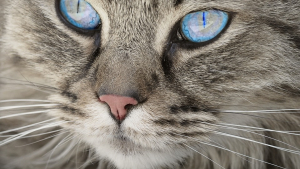 Illustration : Voici 5 faits incroyables sur les sens surdéveloppés du chat !