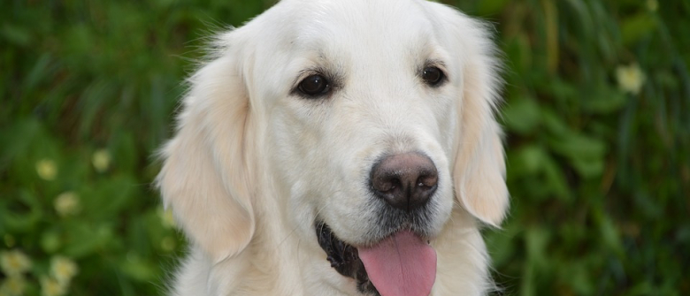 Illustration : "L'ancien ministre du budget Jérôme Cahuzac avait caché un chien guide nommé Bucky, destiné aux aveugles"